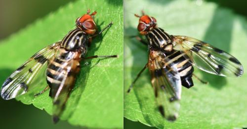 Otites porcus